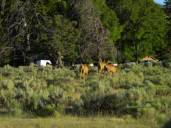 elks