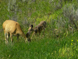 mule deer