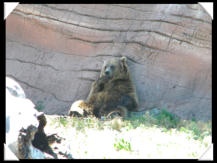bear county