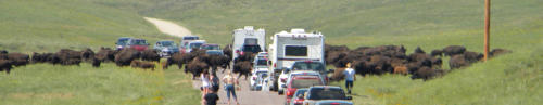 custer state park