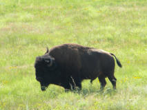 bison in custers state park